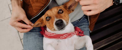Best lap deals dogs for anxiety
